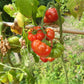 Korrogo DER TOMATENFLÜSTERER