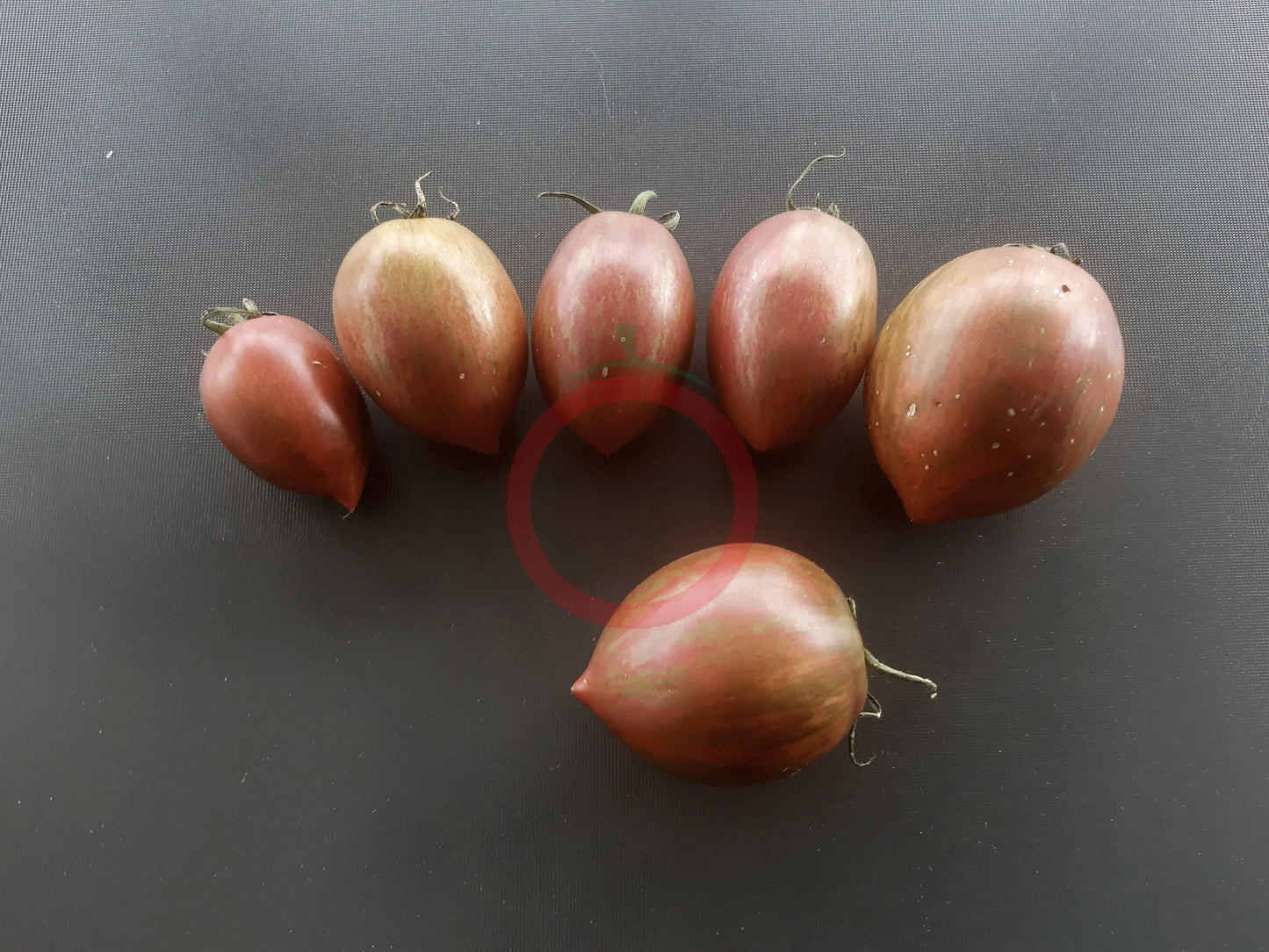 Kozula 130 DER TOMATENFLÜSTERER