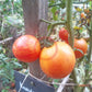 Kozula 137 DER TOMATENFLÜSTERER