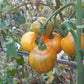 Kozula 137 DER TOMATENFLÜSTERER