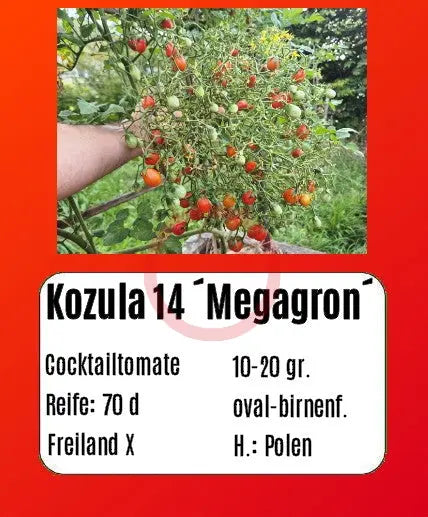 Kozula 14 ´Megagron´ DER TOMATENFLÜSTERER