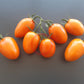Kuldne Kala DER TOMATENFLÜSTERER