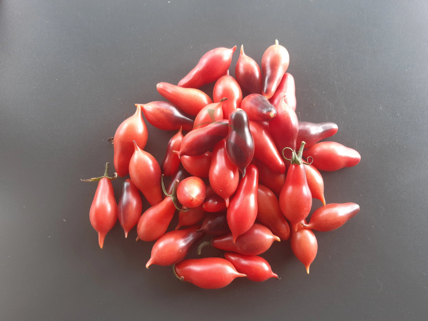 Kumquat Pink Opal DER TOMATENFLÜSTERER