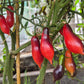 Kumquat Pink Opal DER TOMATENFLÜSTERER