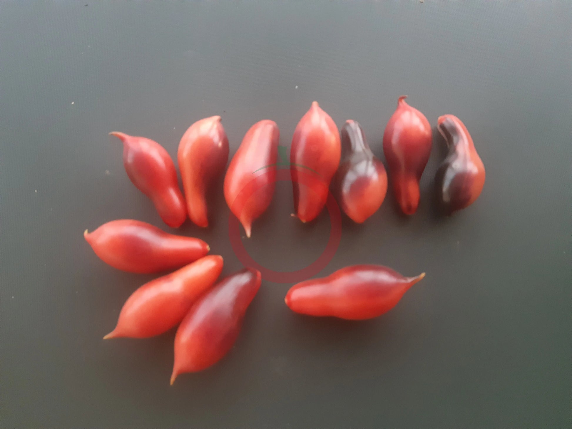 Kumquat Pink Opal DER TOMATENFLÜSTERER