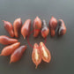 Kumquat Pink Opal DER TOMATENFLÜSTERER