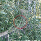 Kumquat Pink Opal DER TOMATENFLÜSTERER