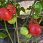 Kurtovo Konare DER TOMATENFLÜSTERER