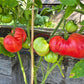 Kurtovo Konare DER TOMATENFLÜSTERER