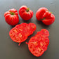 Kurtovo Konare DER TOMATENFLÜSTERER