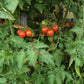 La Palma DER TOMATENFLÜSTERER