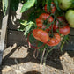 La Vie en Rose DER TOMATENFLÜSTERER