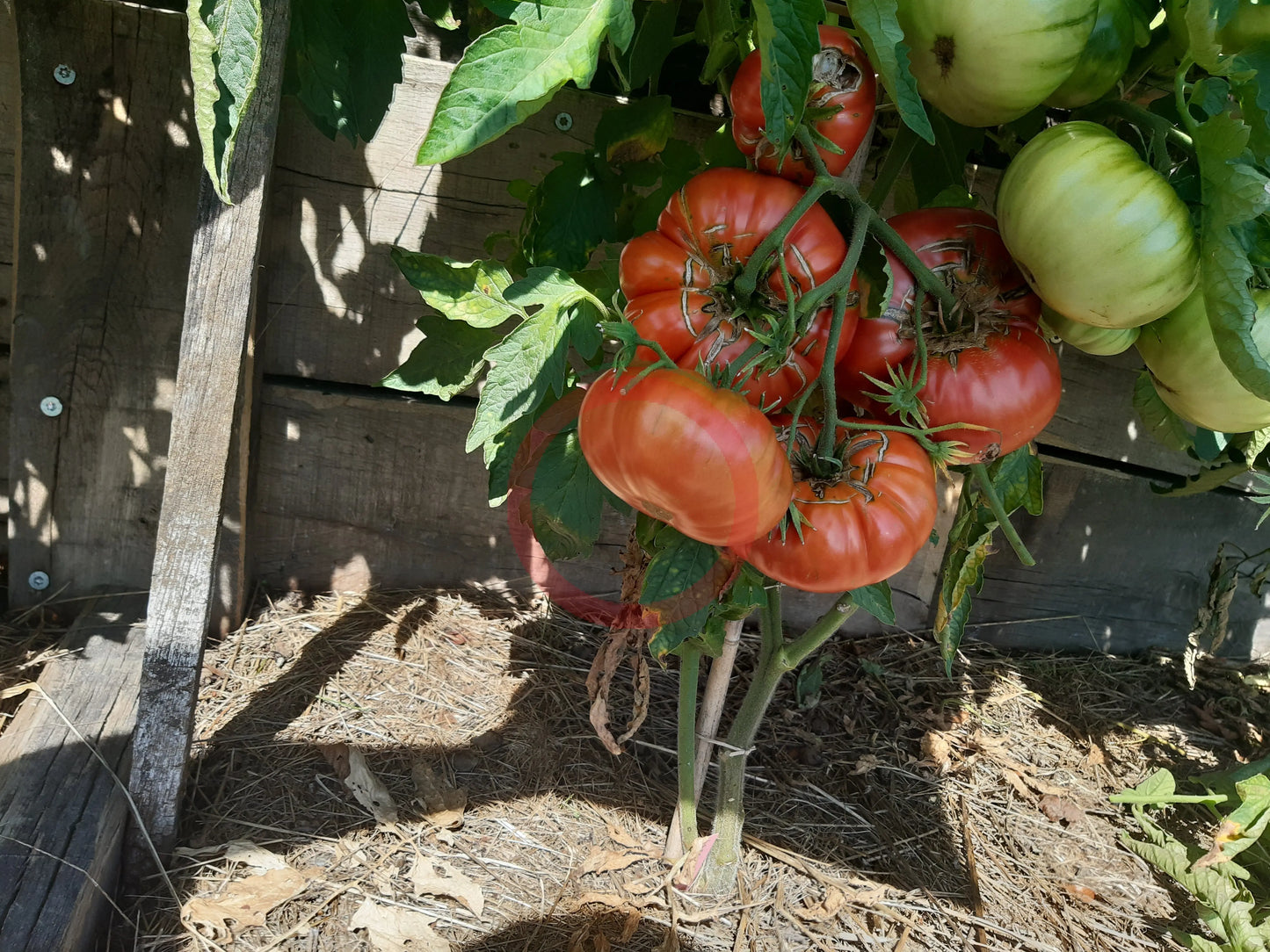 La Vie en Rose DER TOMATENFLÜSTERER