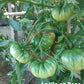 La Vie en Rose DER TOMATENFLÜSTERER