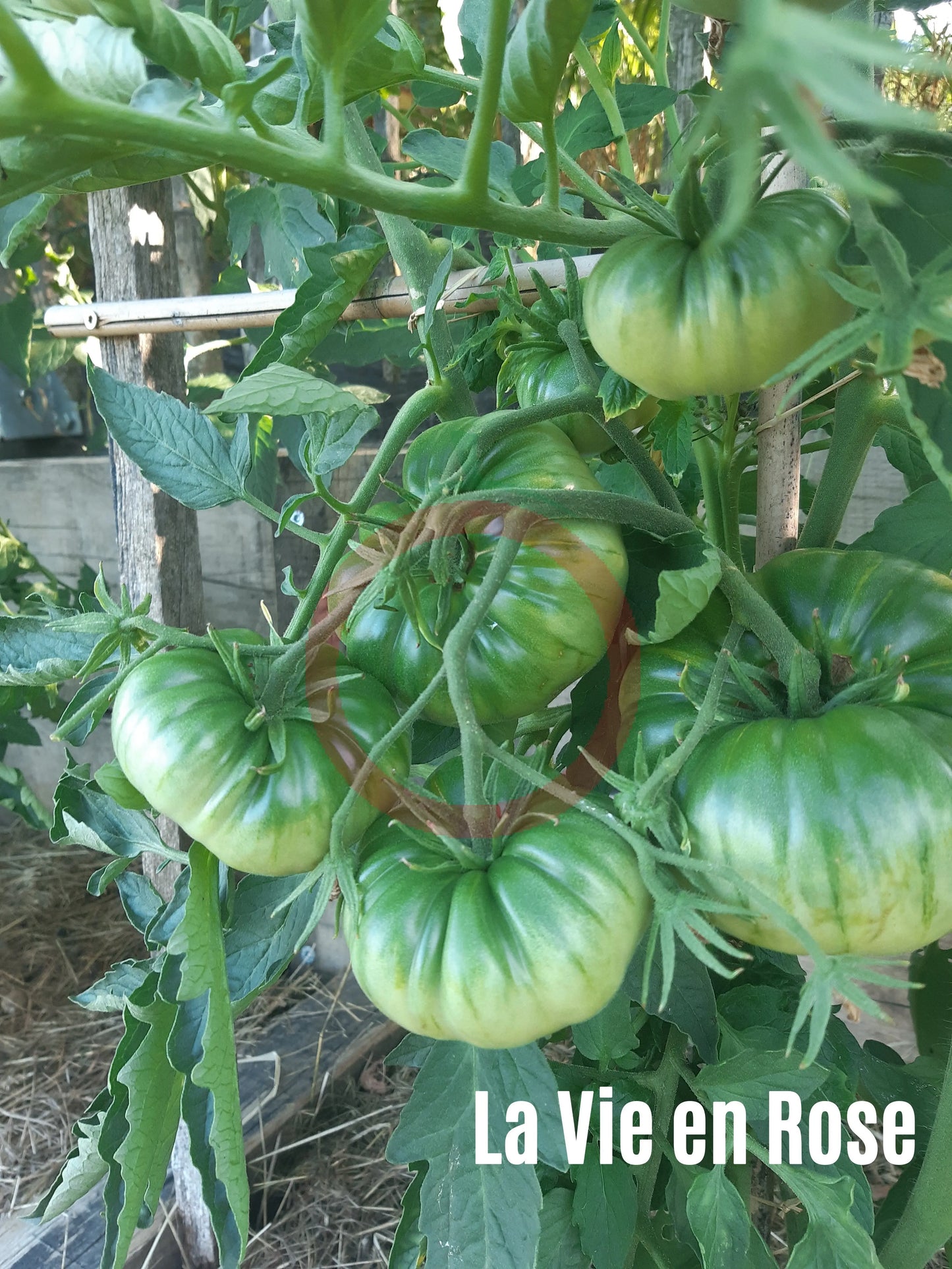 La Vie en Rose DER TOMATENFLÜSTERER
