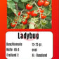 Ladybug DER TOMATENFLÜSTERER