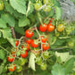 Ladybug DER TOMATENFLÜSTERER