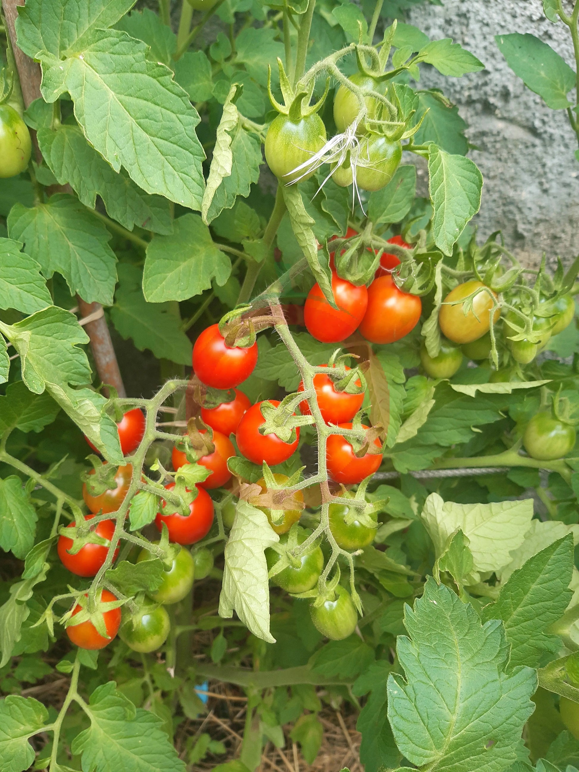Ladybug DER TOMATENFLÜSTERER