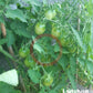 Ladybug DER TOMATENFLÜSTERER