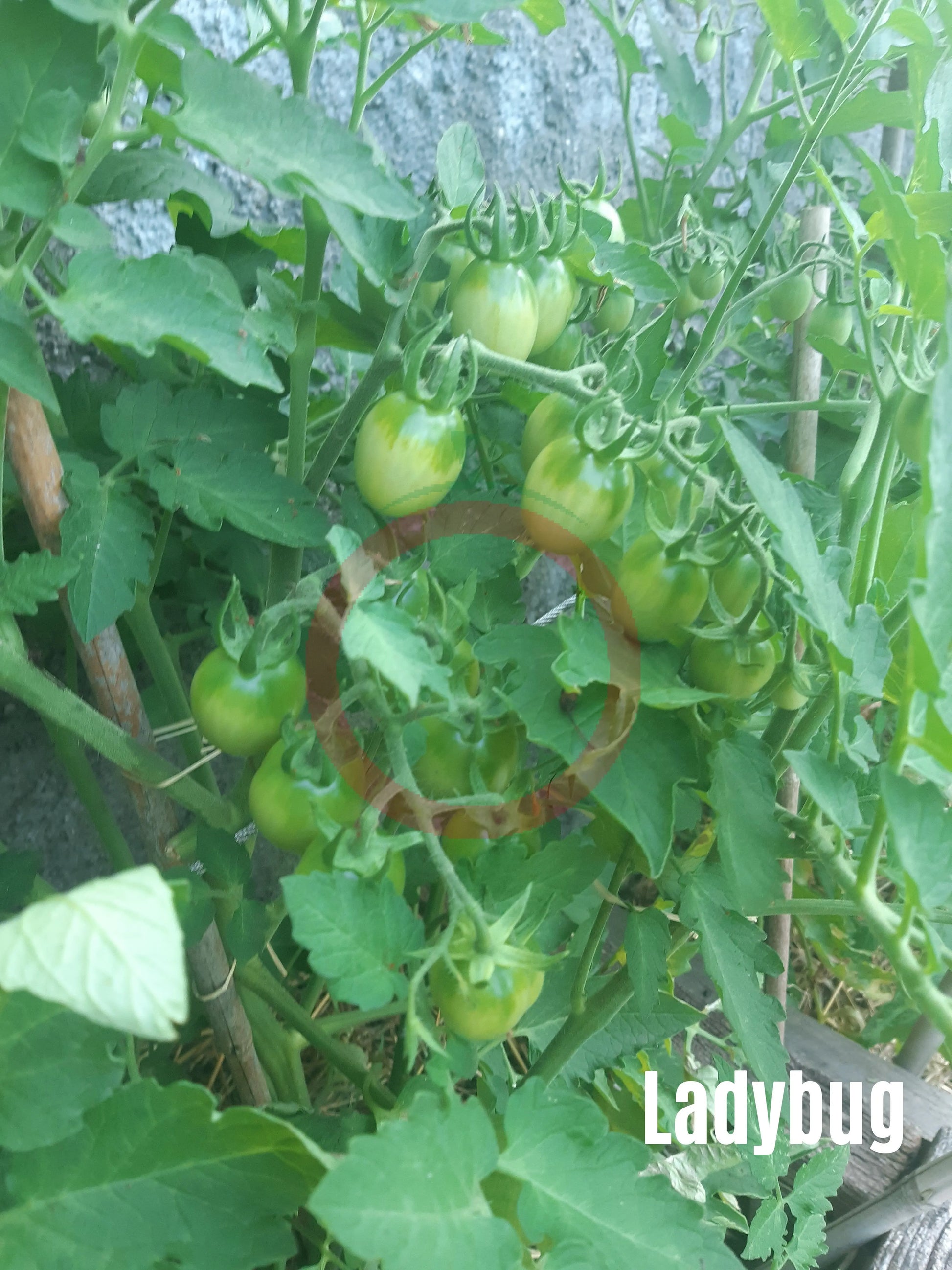 Ladybug DER TOMATENFLÜSTERER