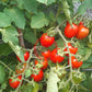 Ladybug DER TOMATENFLÜSTERER