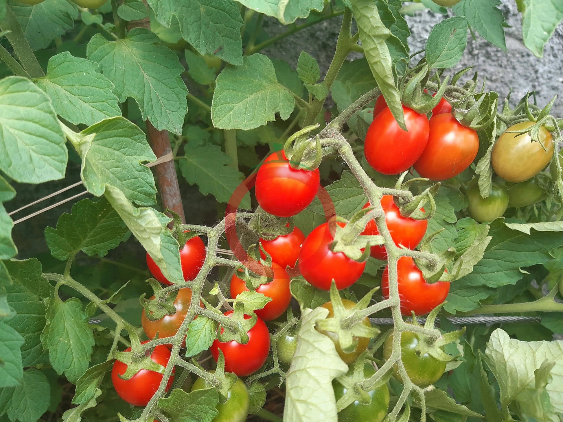 Ladybug DER TOMATENFLÜSTERER
