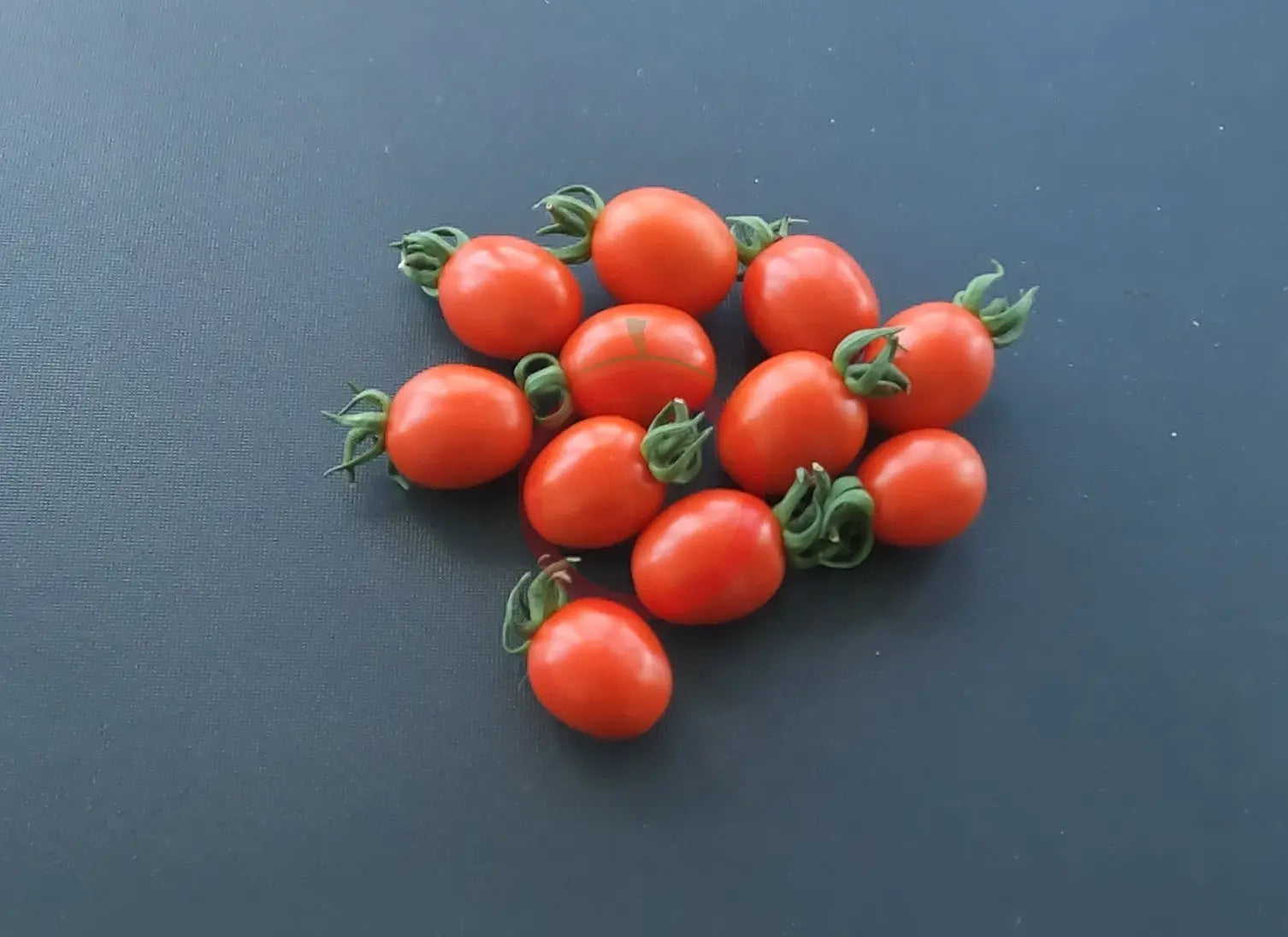 Ladybug DER TOMATENFLÜSTERER