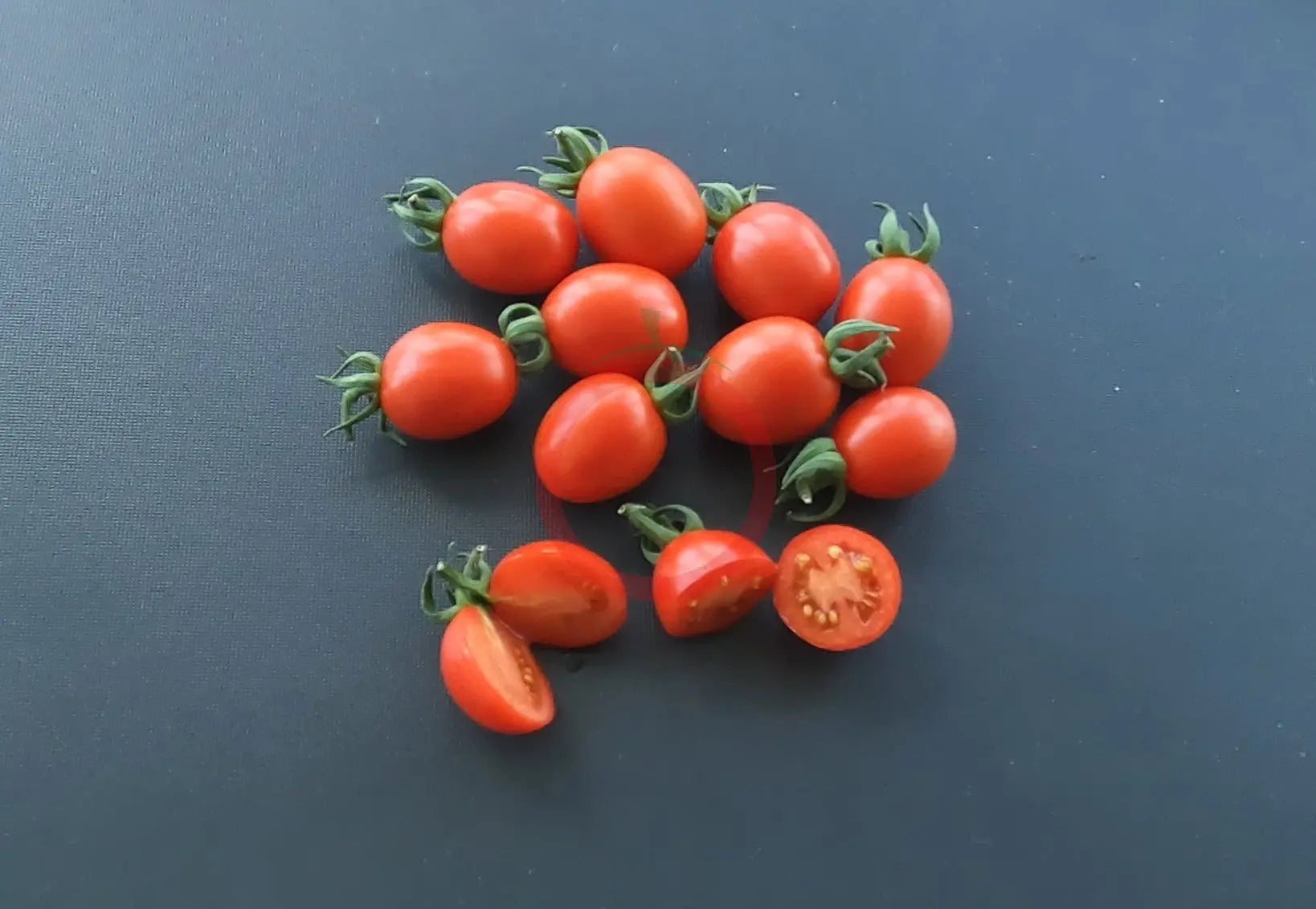 Ladybug DER TOMATENFLÜSTERER