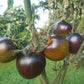 Large Brad´s Atomic Grape DER TOMATENFLÜSTERER