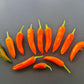 Large Orange Thai DER TOMATENFLÜSTERER