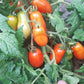 Laura MD DER TOMATENFLÜSTERER