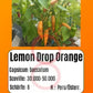 Lemon Drop Orange DER TOMATENFLÜSTERER