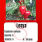 Lesya DER TOMATENFLÜSTERER