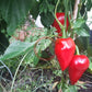 Lesya DER TOMATENFLÜSTERER