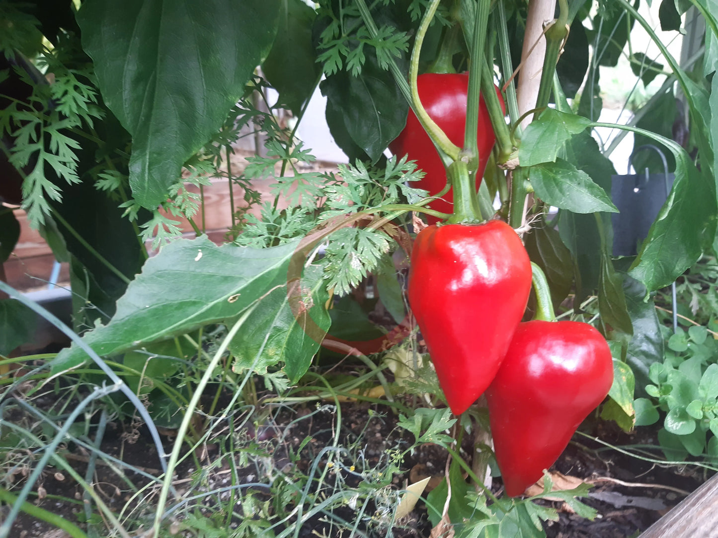 Lesya DER TOMATENFLÜSTERER