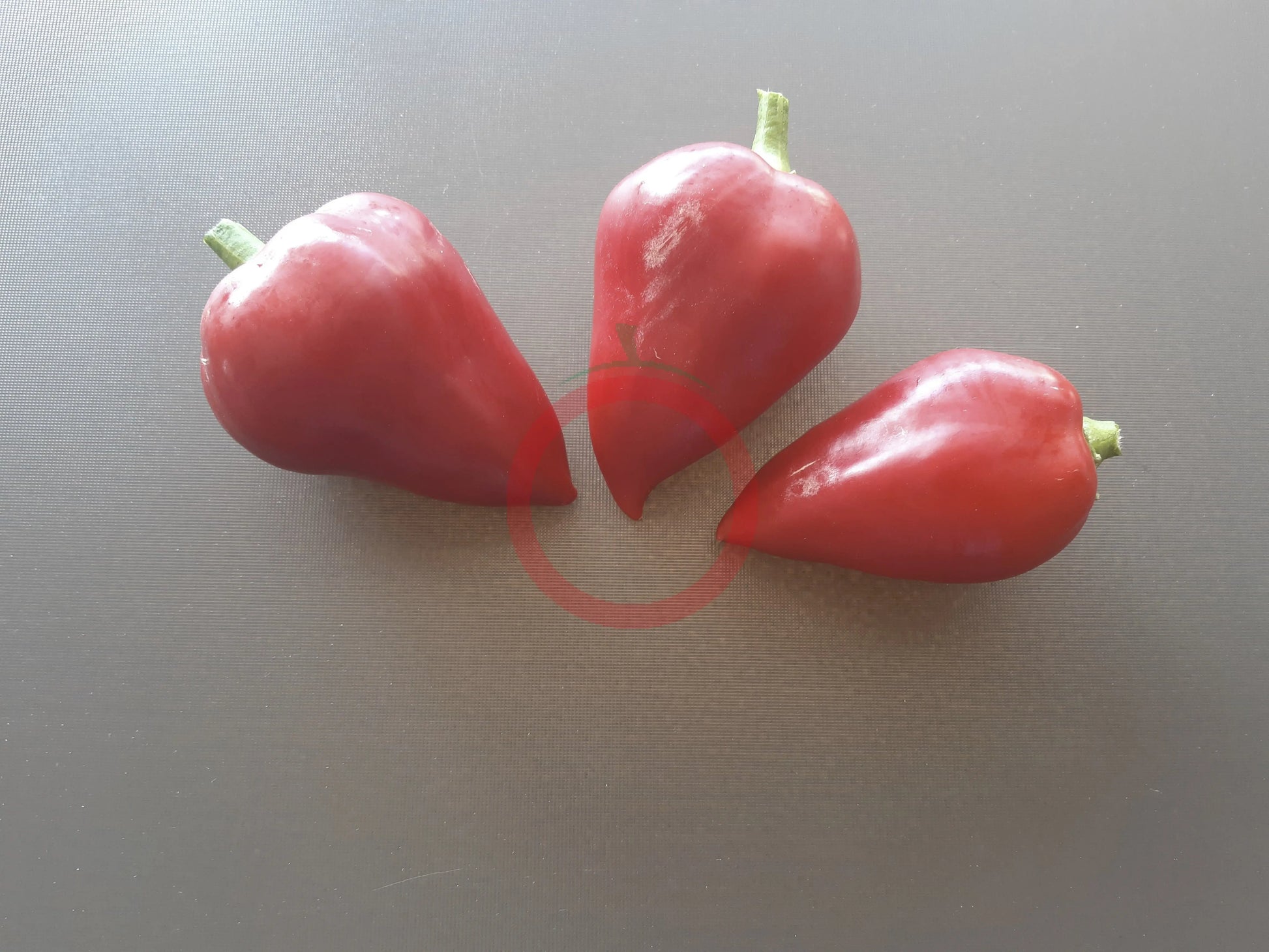 Lesya DER TOMATENFLÜSTERER