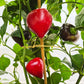 Lesya violett DER TOMATENFLÜSTERER