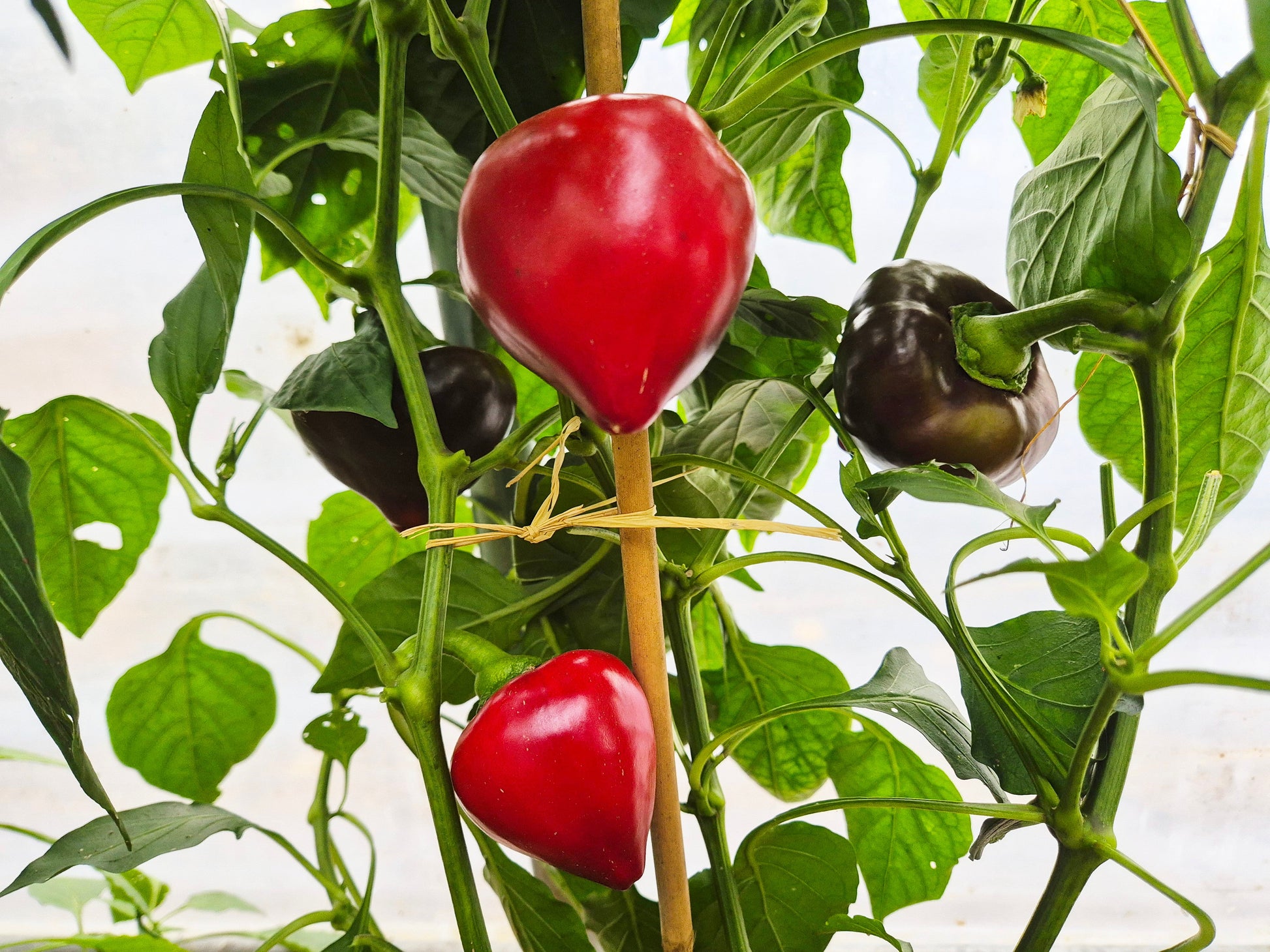 Lesya violett DER TOMATENFLÜSTERER