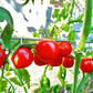Liberty Bell DER TOMATENFLÜSTERER