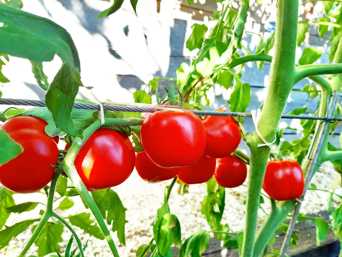 Liberty Bell DER TOMATENFLÜSTERER