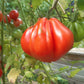 Liguria DER TOMATENFLÜSTERER