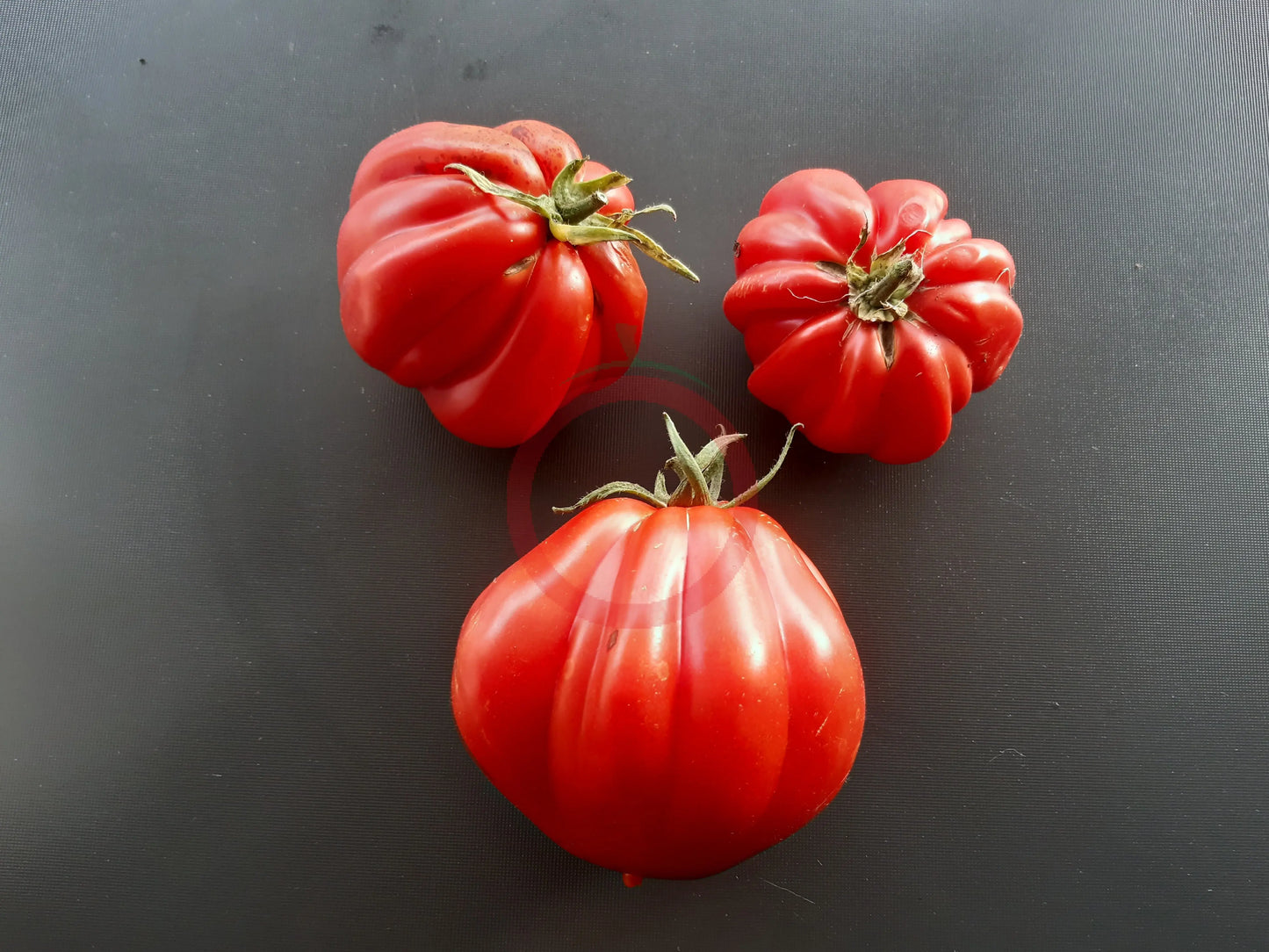 Liguria DER TOMATENFLÜSTERER