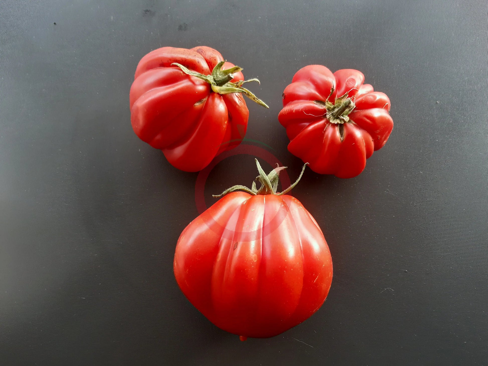 Liguria DER TOMATENFLÜSTERER