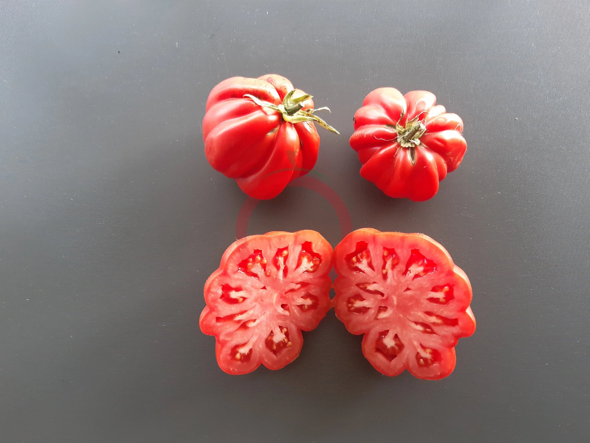 Liguria DER TOMATENFLÜSTERER