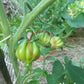 Liguria DER TOMATENFLÜSTERER