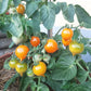 Lil’ Peeps DER TOMATENFLÜSTERER
