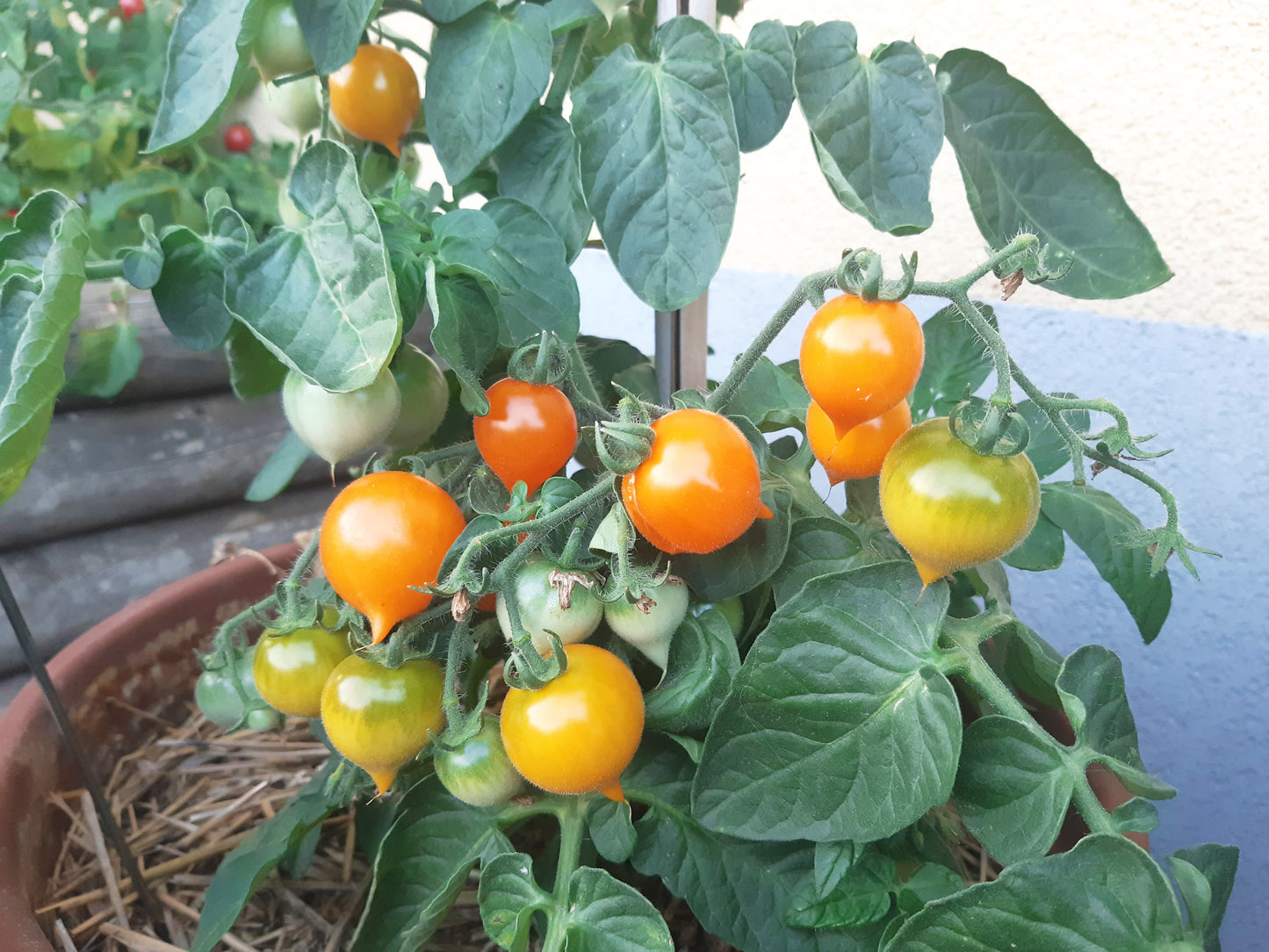 Lil’ Peeps DER TOMATENFLÜSTERER