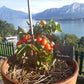 Little Heartbreaker DER TOMATENFLÜSTERER