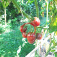 Little Purple Heart DER TOMATENFLÜSTERER