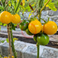 Livingston Gold Ball DER TOMATENFLÜSTERER